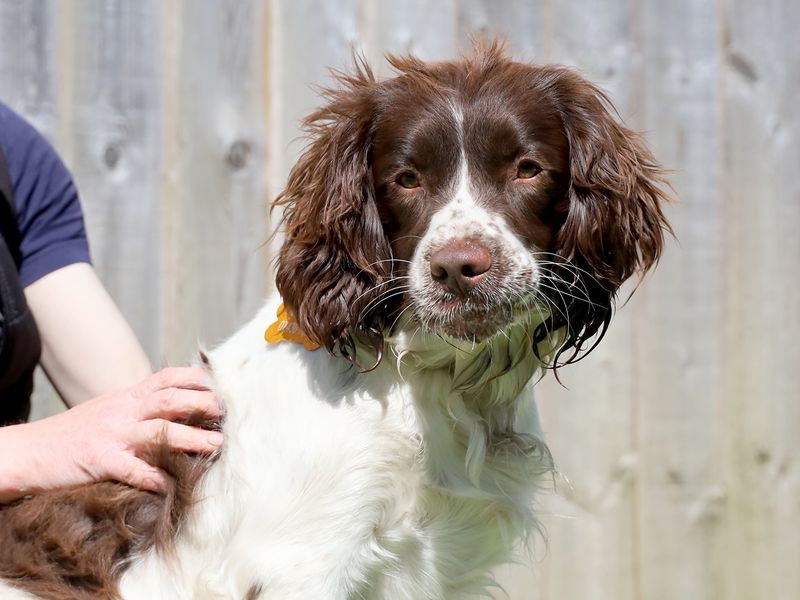 Willow | Spaniel (English Springer) | Leeds - 1