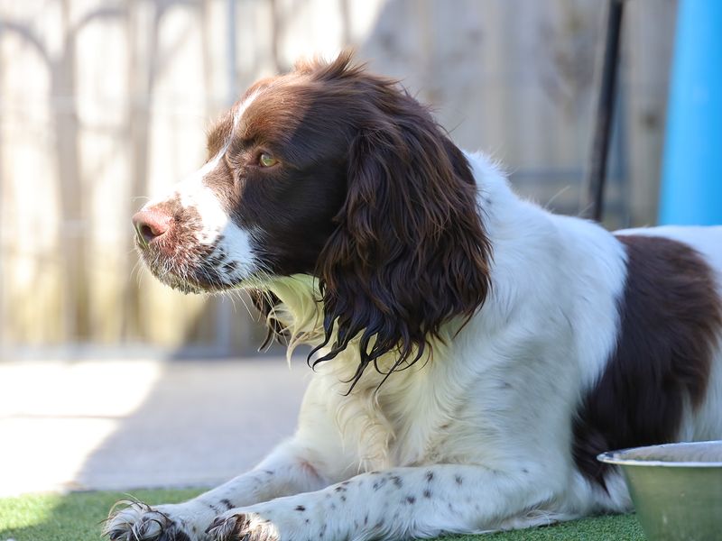 Springer Spaniel Dogs And Puppies For Adoption
