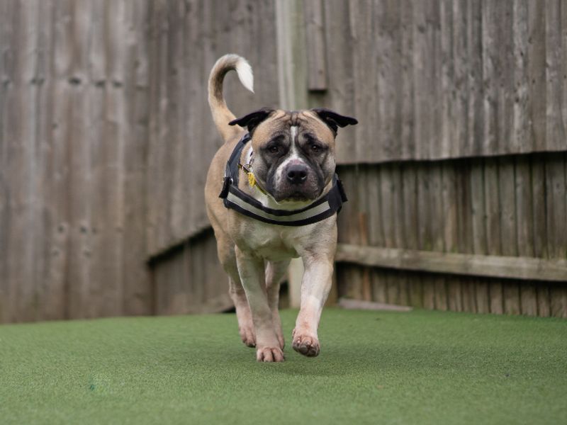 undefined | Akita Cross | undefined - 4