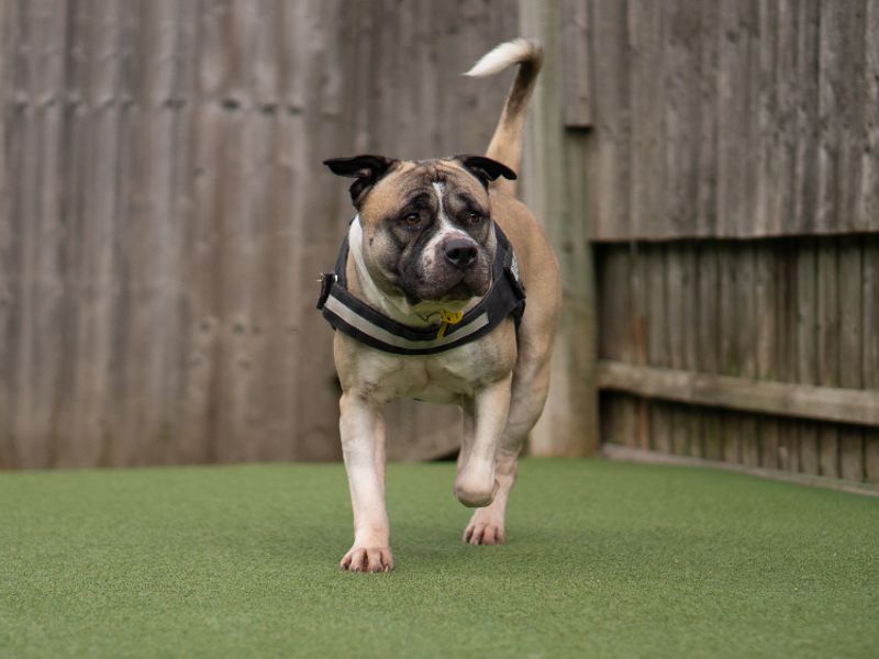 Mastiff Dogs And Puppies For Adoption