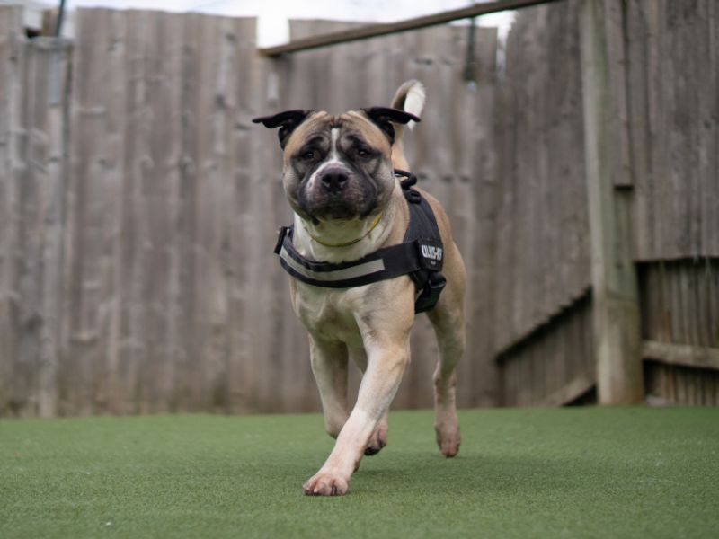 undefined | Akita Cross | undefined - 3