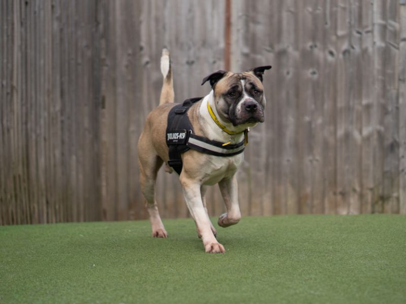 undefined | Akita Cross | undefined - 2