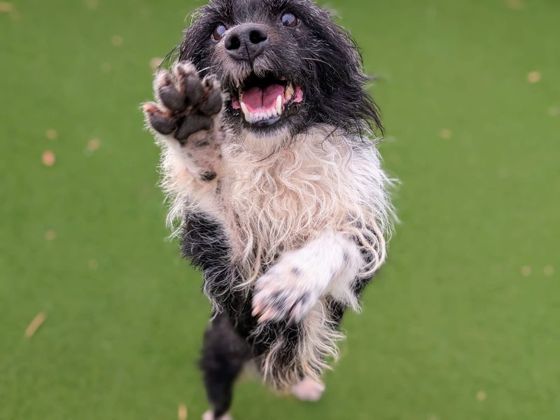 Zak, a 6 years old male Patterdale Terrier available for adoption from Dogs Trust in Splott, Wales