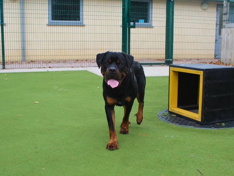 Bear | Rottweiler | Manchester - 2