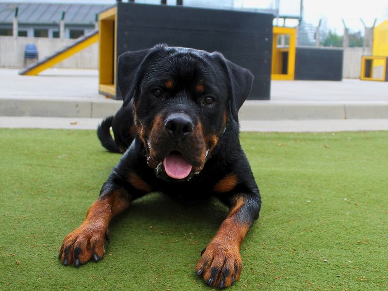 Bear | Rottweiler | Manchester - 4