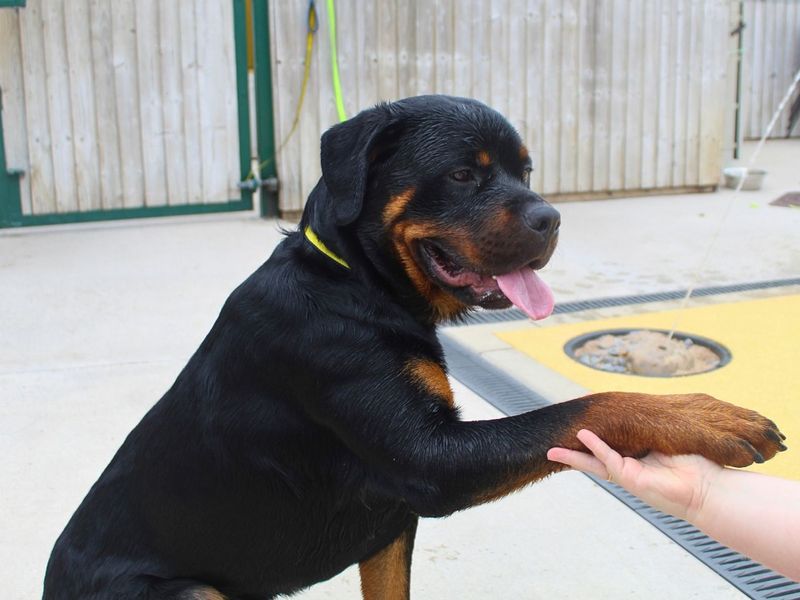 Bear | Rottweiler | Manchester - 7