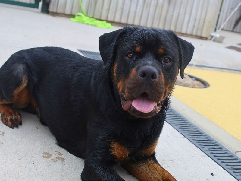 Bear | Rottweiler | Manchester - 6