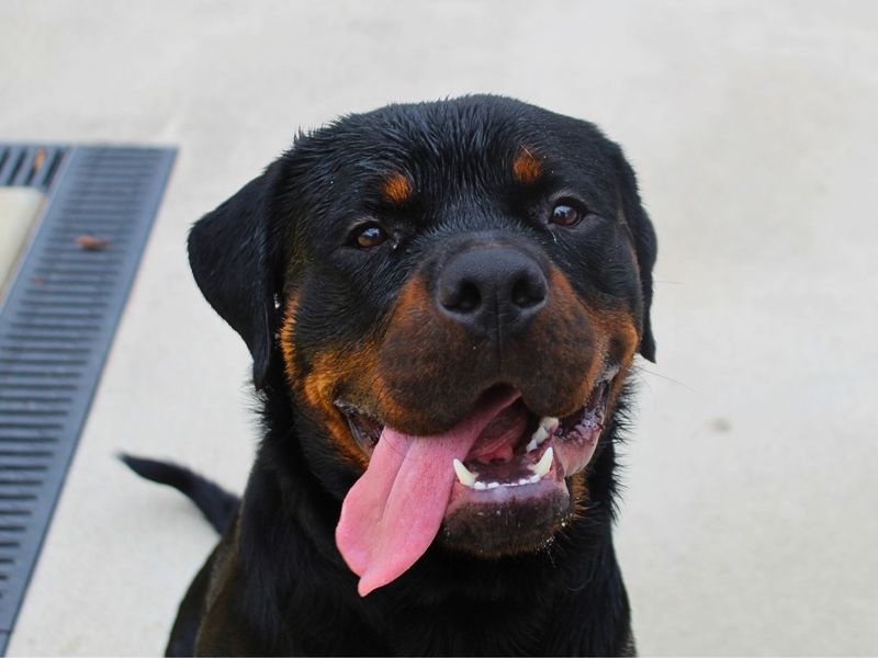 Bear | Rottweiler | Manchester - 3