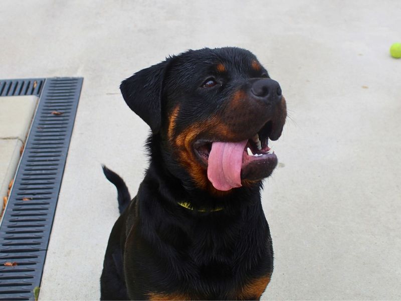 Bear | Rottweiler | Manchester - 5