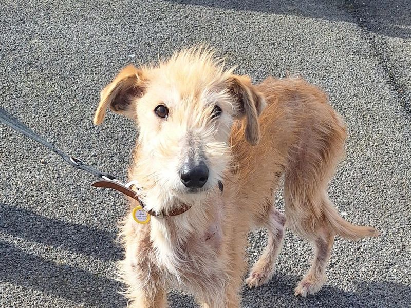 Scruffy, a 2 years old male Lurcher available for adoption from Dogs Trust in Penrith, Cumbria