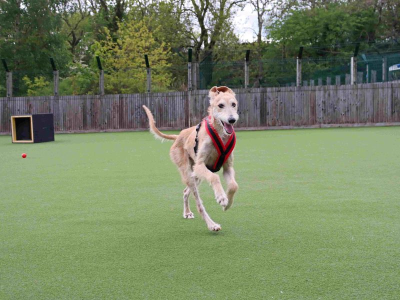 Edwin | Lurcher | Glasgow - 5
