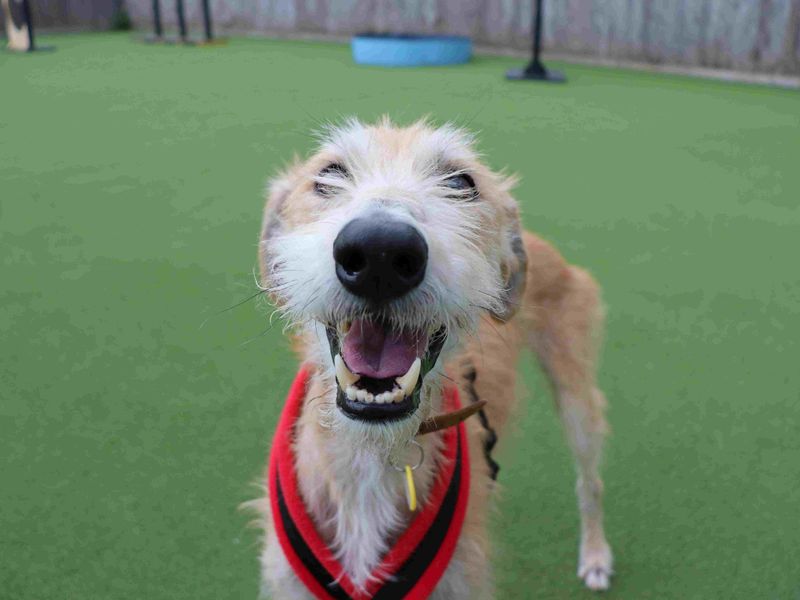Edwin | Lurcher | Glasgow - 6