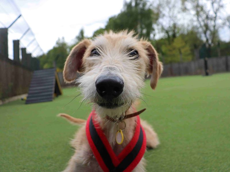 Edwin | Lurcher | Glasgow - 3