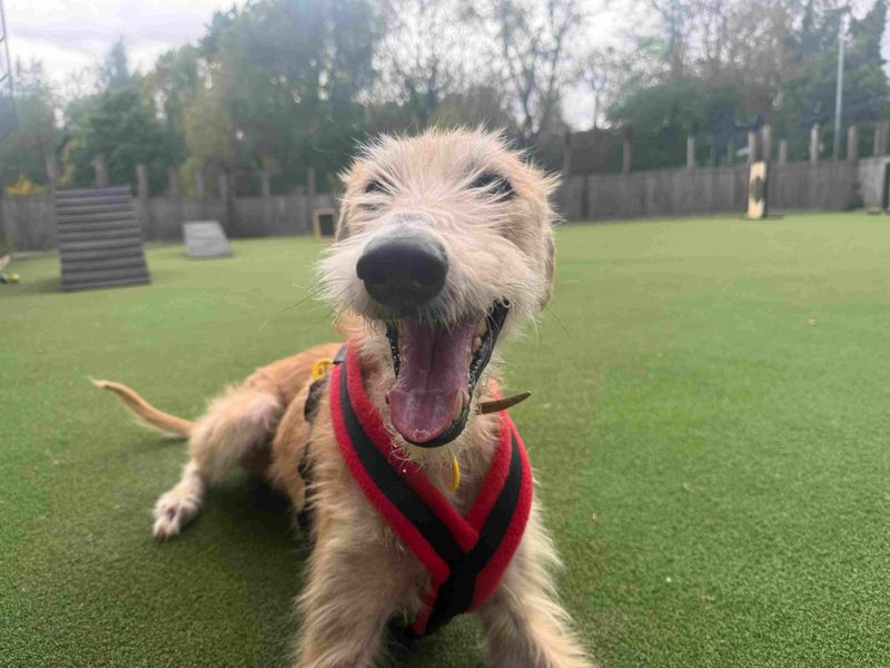 Edwin | Lurcher | Glasgow - 2
