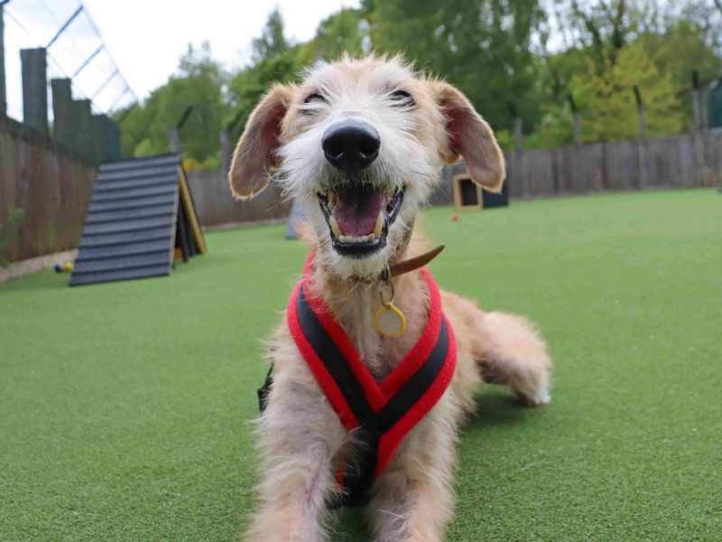 Edwin | Lurcher | Glasgow - 4