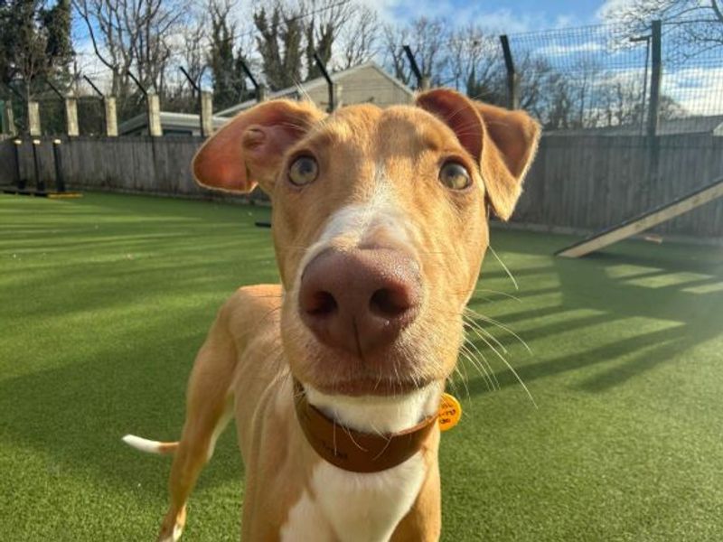 Turbo | Lurcher | Glasgow - 1