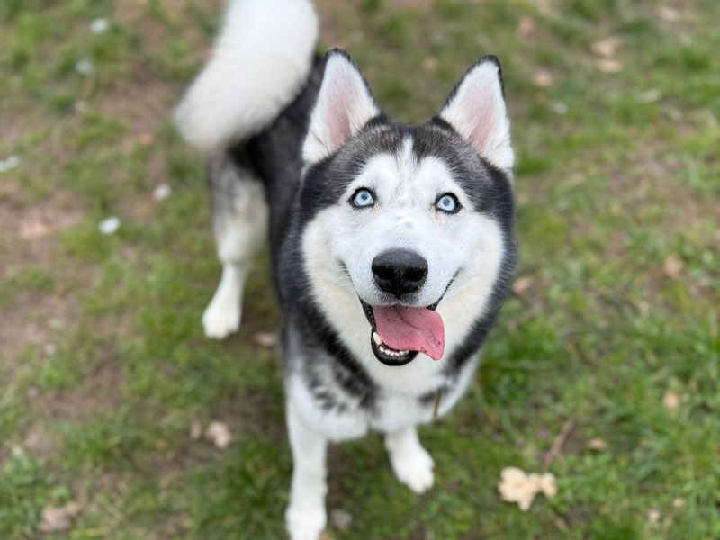 Storm, a 6 years old male Siberian Husky available for adoption from Dogs Trust in Shrewsbury, Shropshire