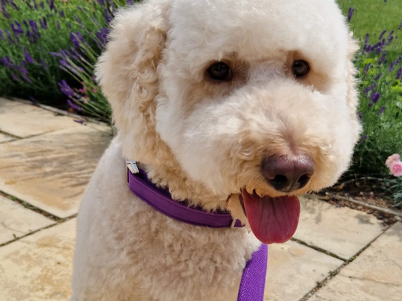 Bailey - Image 2 of 3