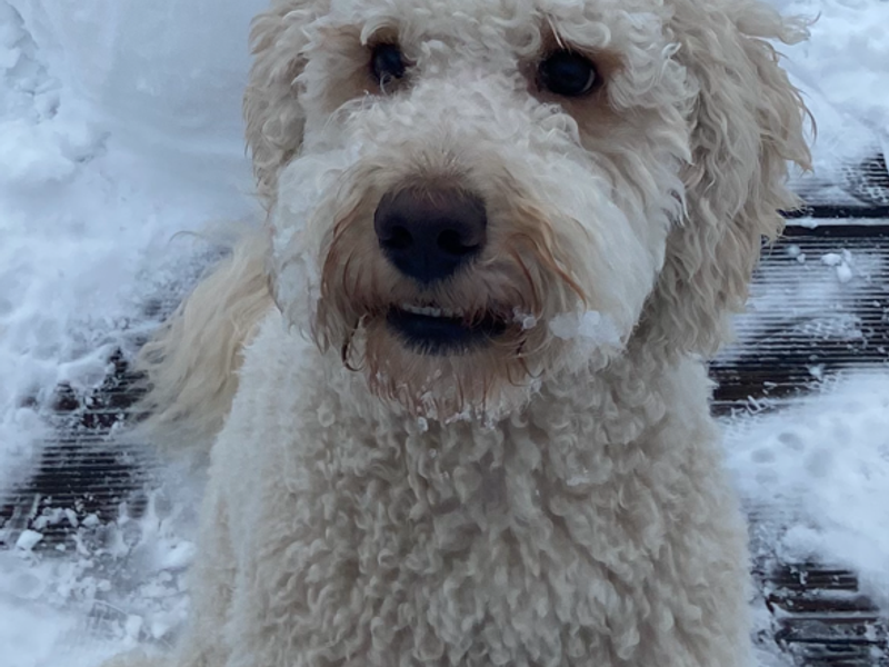 Bailey - Image 3 of 3