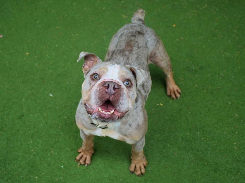 English Bulldog Dogs And Puppies For Adoption