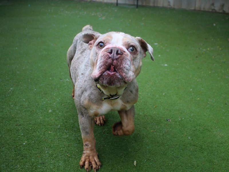Sully | Bulldog | Manchester - 2