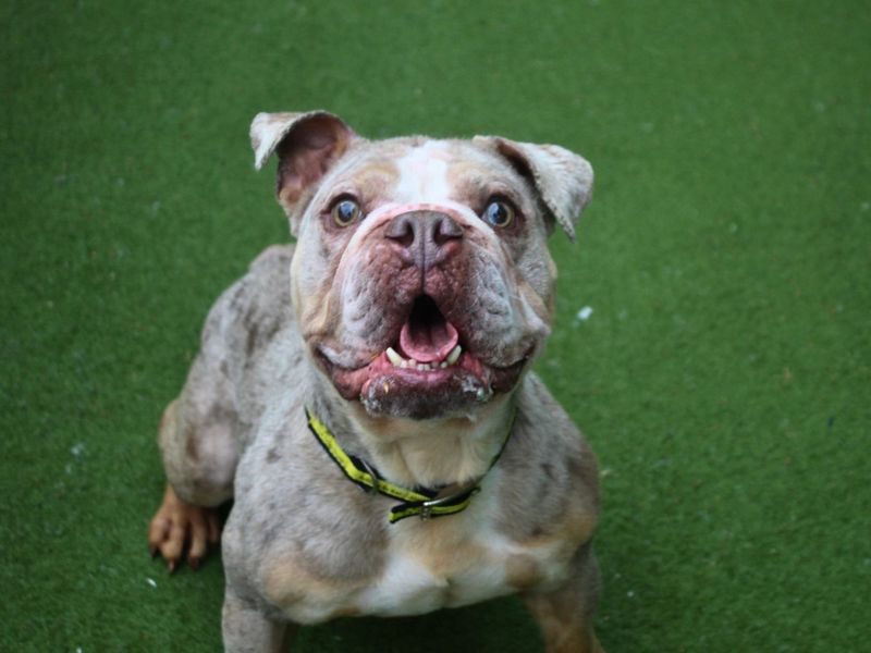 Sully | Bulldog | Manchester - 3