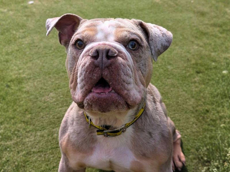 Sully | Bulldog | Manchester - 6