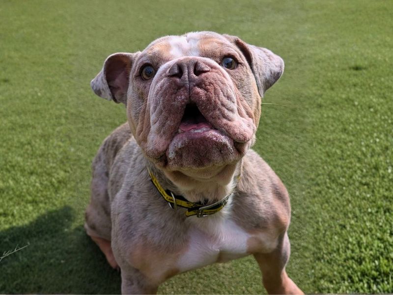 Sully | Bulldog | Manchester - 7