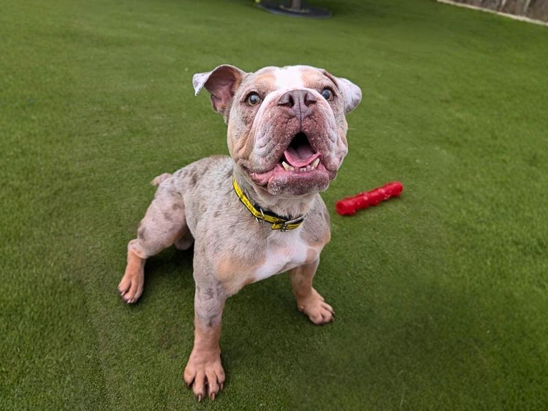 Sully | Bulldog | Manchester - 8