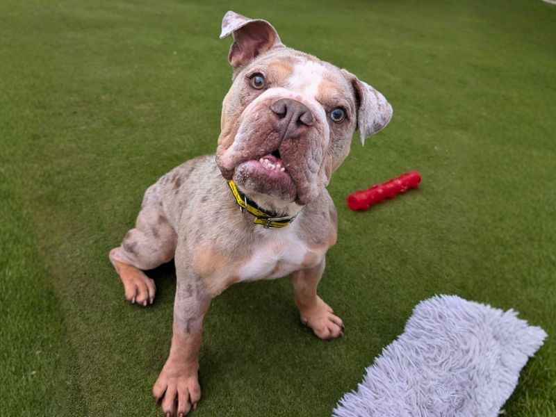 Sully | Bulldog | Manchester - 5
