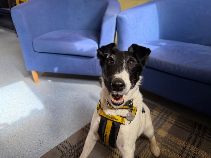 Bryn | Terrier (Fox Smooth) | West Calder (Edinburgh) - 1