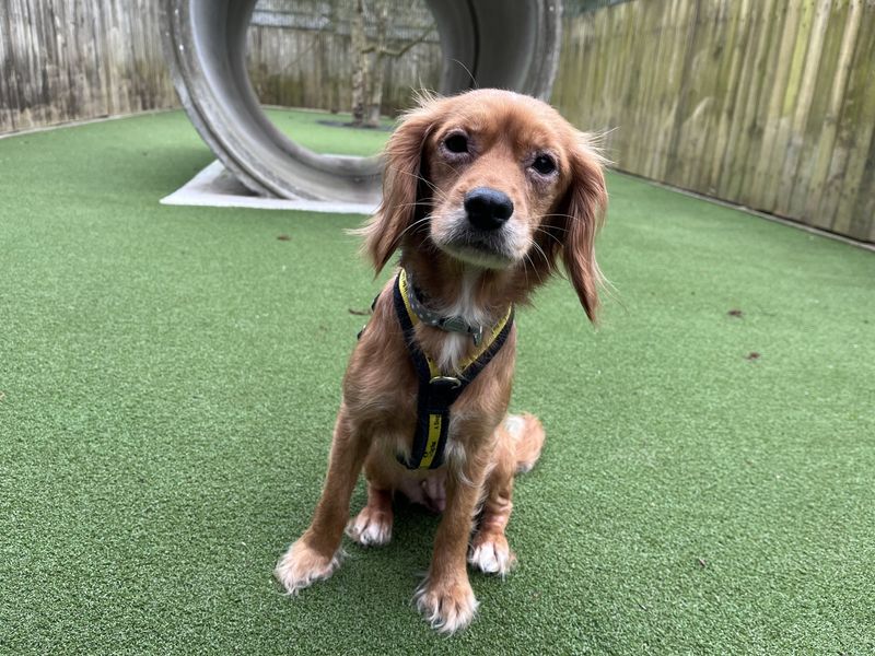 Daisy | Spaniel (Cavalier King Charles) Cross | Ilfracombe - 1