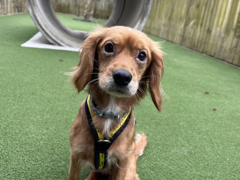 Cavalier King Charles Spaniel Dogs And Puppies For Adoption