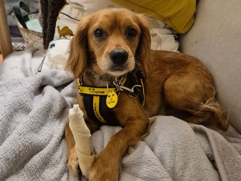 undefined | Spaniel (Cavalier King Charles) Cross | undefined - 4