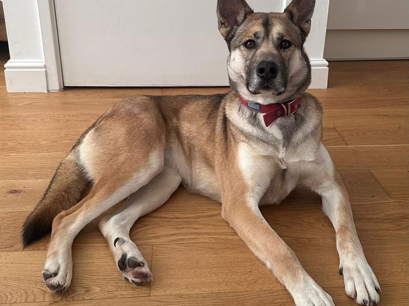 Cleo | Siberian Husky Cross | Manchester - 1