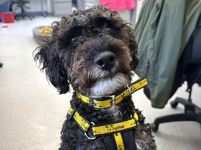 Poodle Dogs And Puppies For Adoption
