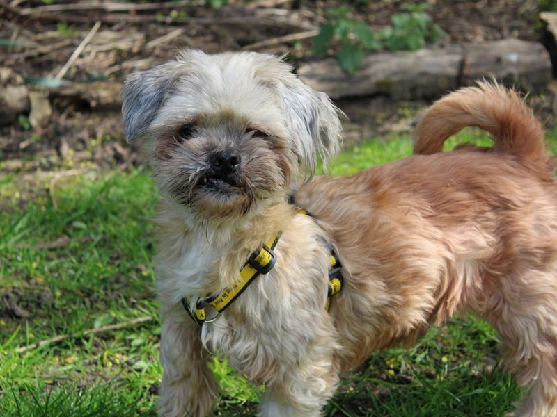 Shih Tzu Dogs And Puppies For Adoption