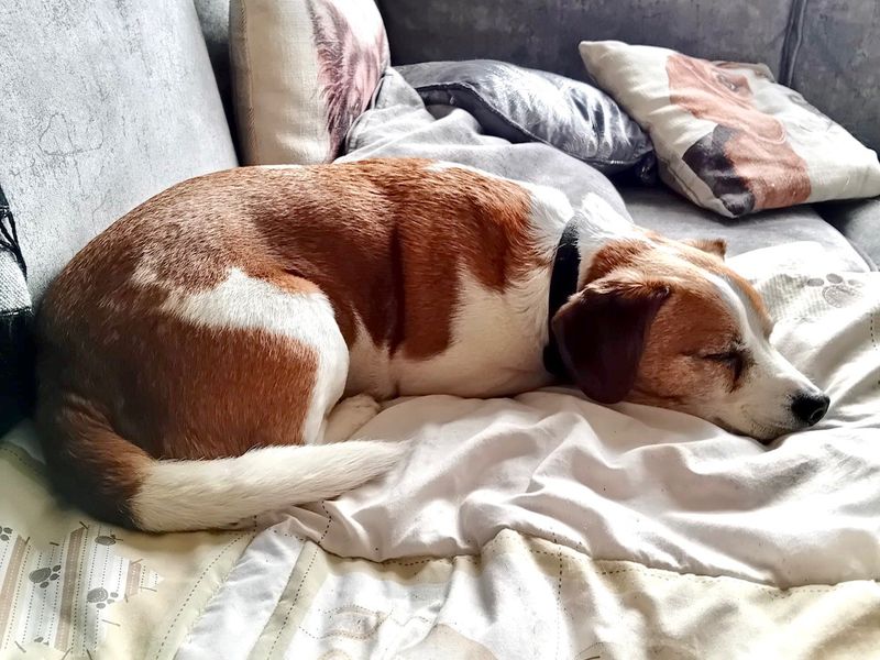 Rupert - Image 2 of 2