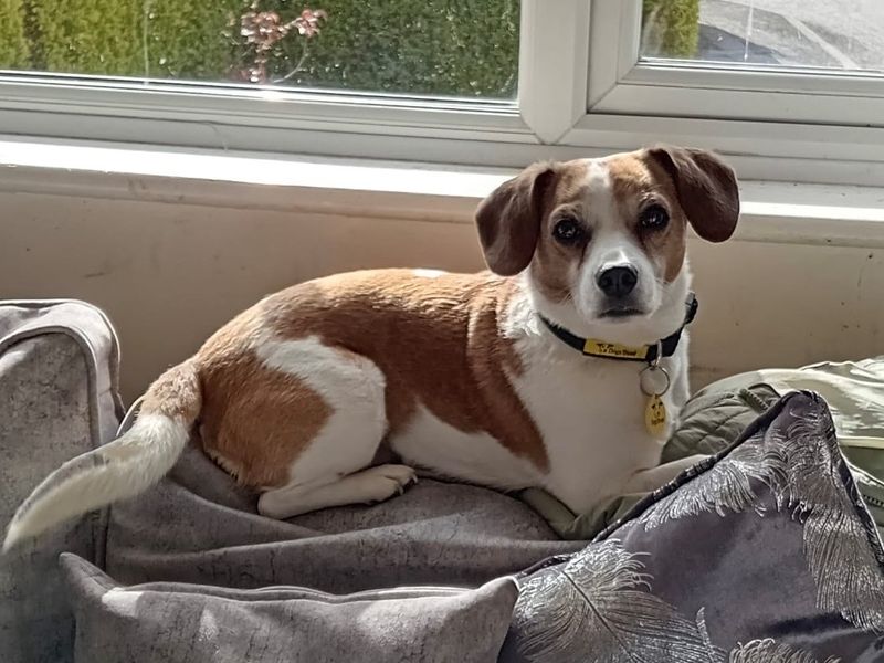 Beagle Dogs And Puppies For Adoption