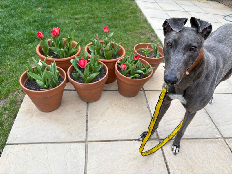 undefined | Greyhound | undefined - 3