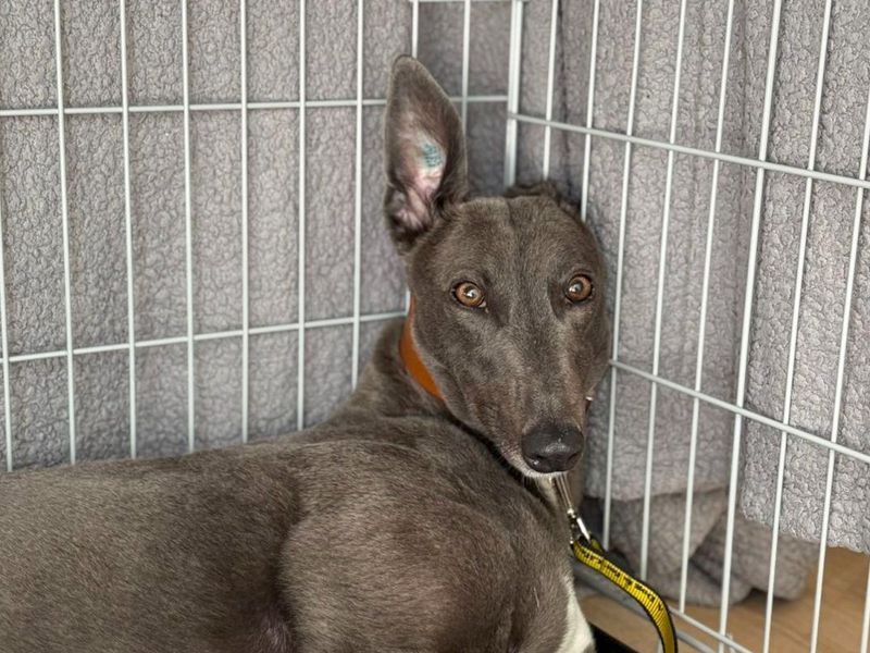 undefined | Greyhound | undefined - 1