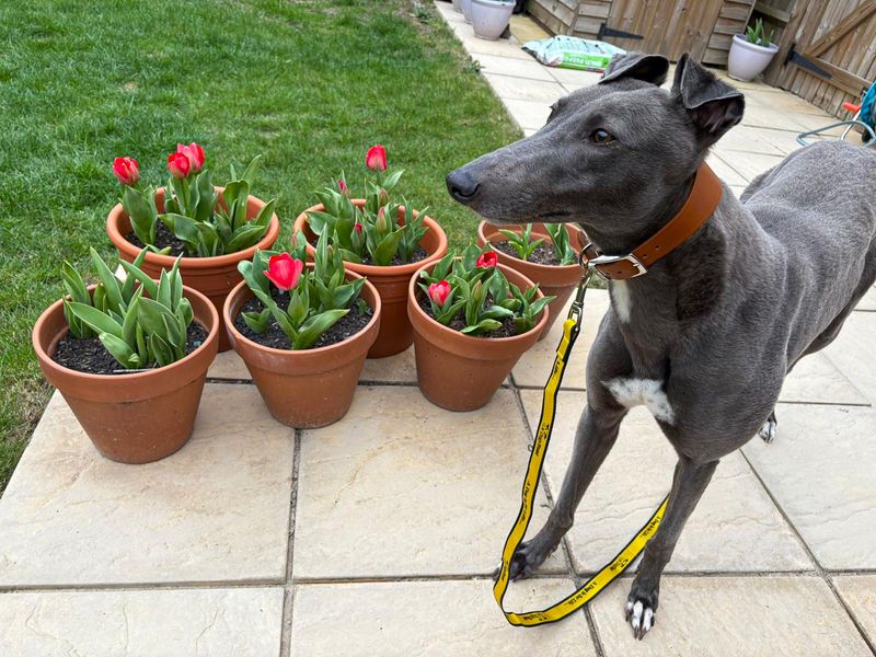 undefined | Greyhound | undefined - 4