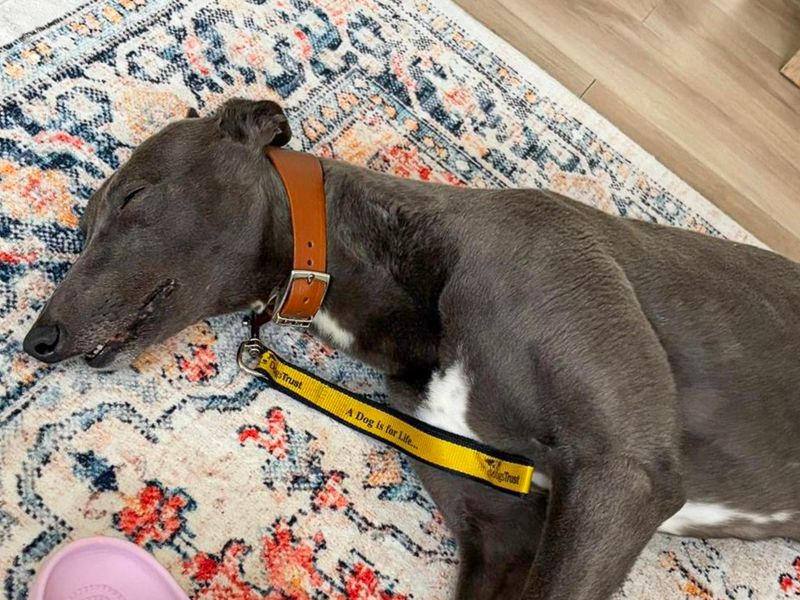 undefined | Greyhound | undefined - 2