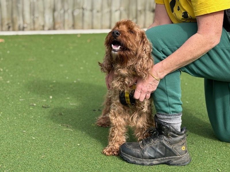 Teddy - Image 2 of 8