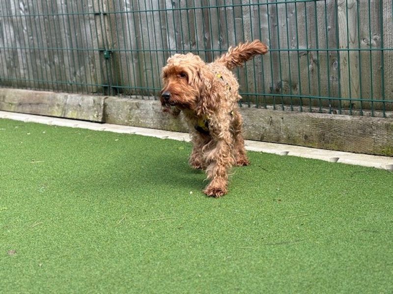 Teddy - Image 7 of 8