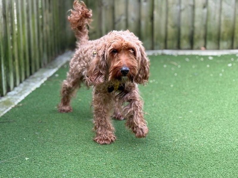 Teddy - Image 5 of 8