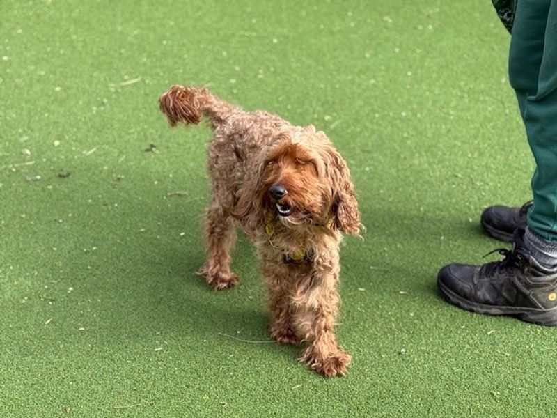 Teddy - Image 3 of 8