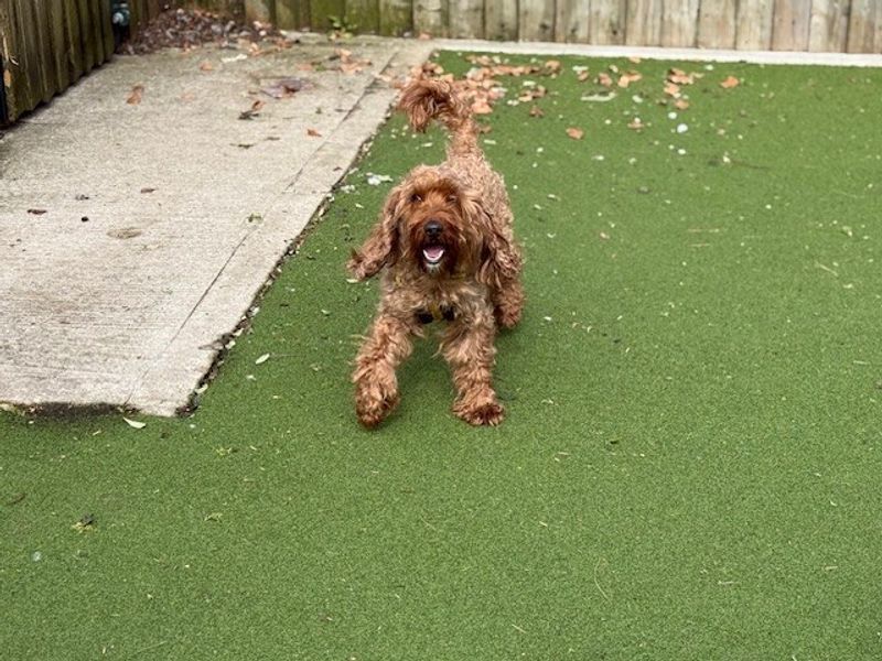 Teddy - Image 6 of 8