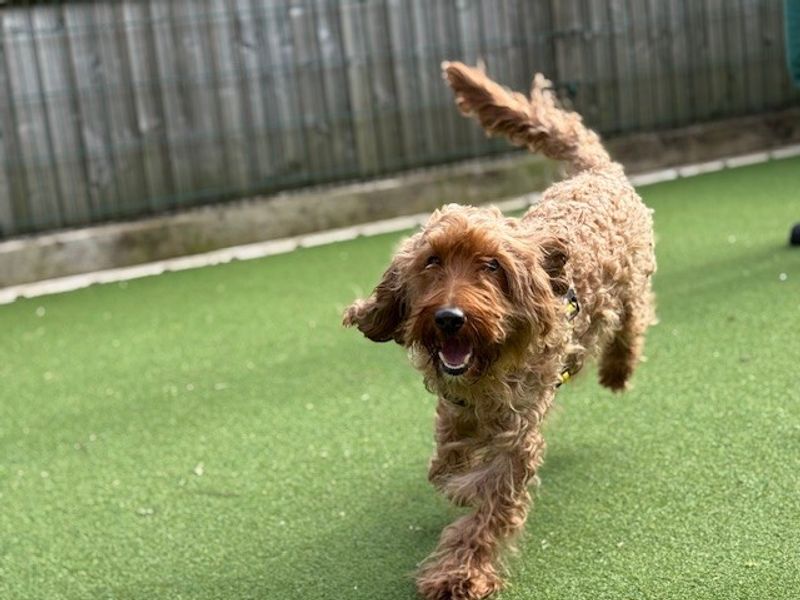 Teddy - Image 8 of 8