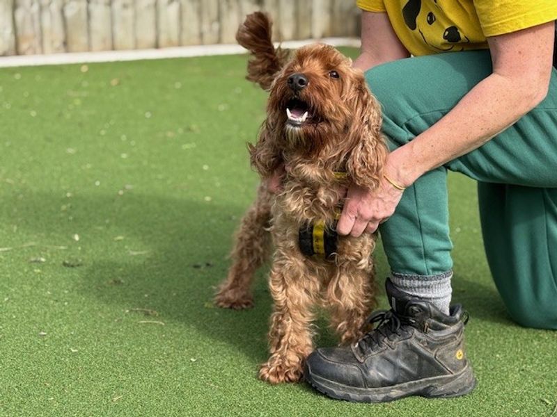 Teddy - Image 4 of 8